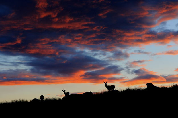 Deer sunset. Photo by Fred Pflughoft.