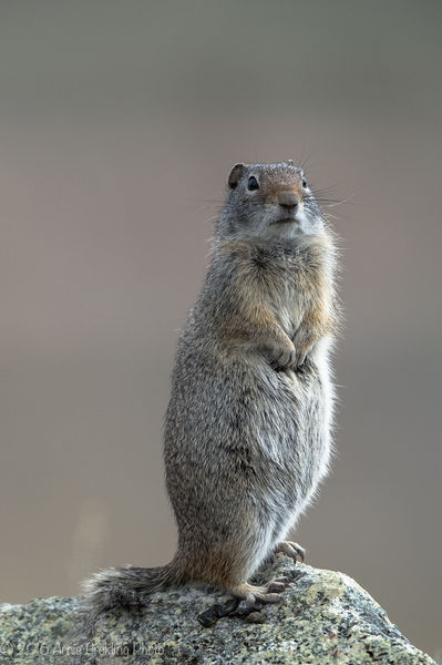 Gopher. Photo by Arnold Brokling.