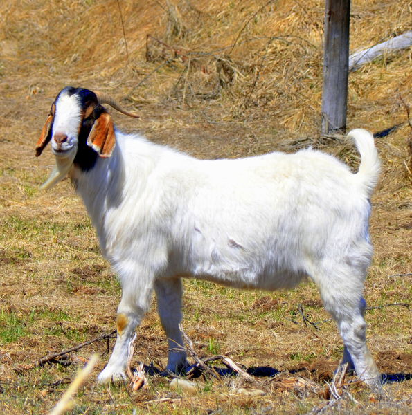 Billy Goat. Photo by Terry Allen.