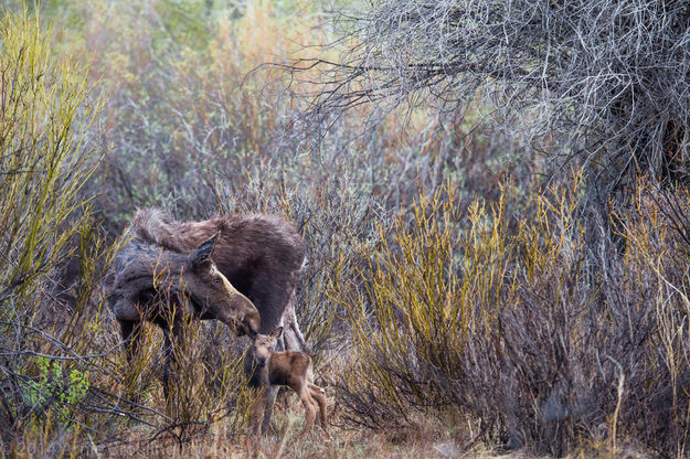 Moose Chronicles. Photo by Arnold Brokling.