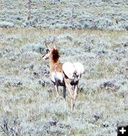 Giving birth. Photo by Dawn Ballou, Pinedale Online.