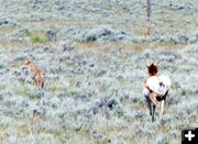 Running it off. Photo by Dawn Ballou, Pinedale Online.