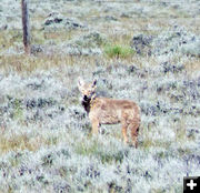 Coyote. Photo by Dawn Ballou, Pinedale Online.