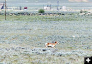 Following the coyote. Photo by Dawn Ballou, Pinedale Online.