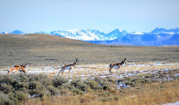 Antelope in the Winds. Photo by Terry Allen.