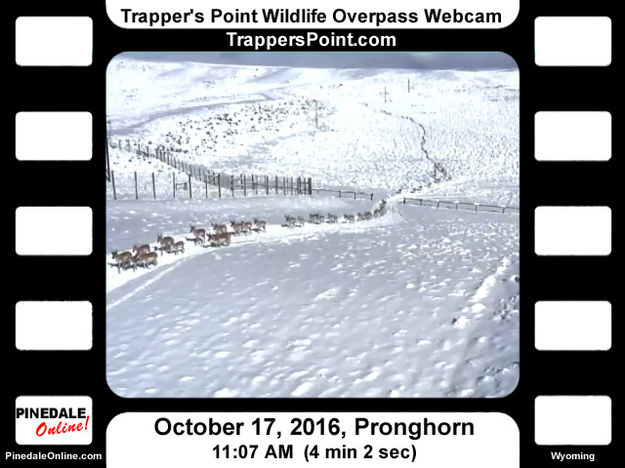 See more videos. Photo by Trappers Point Wildlife Overpass Webcam.