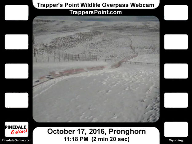 Night migration. Photo by Trappers Point Wildlife Overpass Webcam.