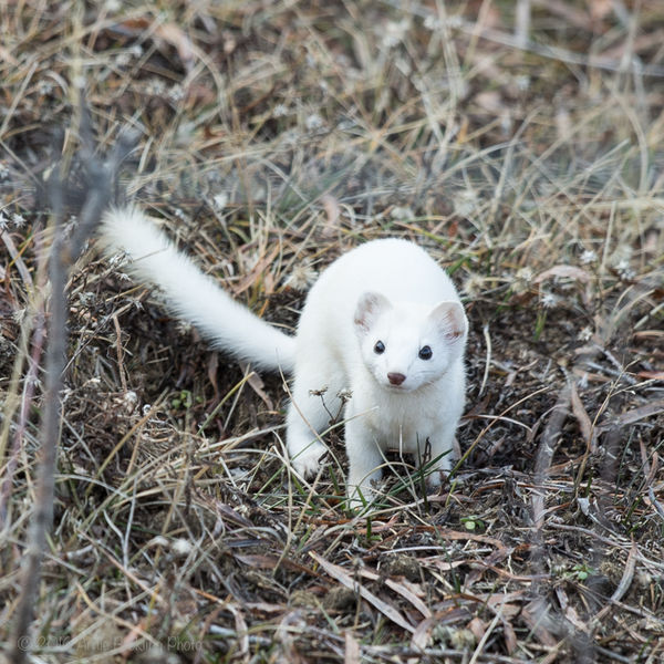 Ermine. Photo by Arnold Brokling.