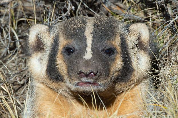 Badger. Photo by Arnold Brokling.