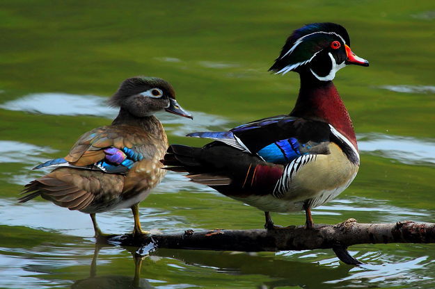 Wood Ducks. Photo by Fred Pflughoft.