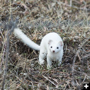 Ermine. Photo by Arnold Brokling.