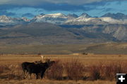 Mountain moose. Photo by Fred Pflughoft.