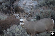 Mule Deer. Photo by Arnold Brokling.