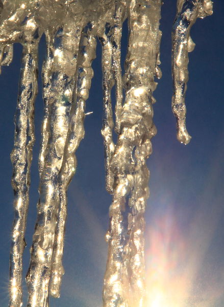 Icicles of silver. Photo by Fred Pflughoft.