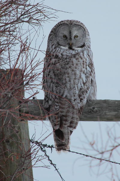 Great Grey Owl. Photo by Fred Pflughoft.