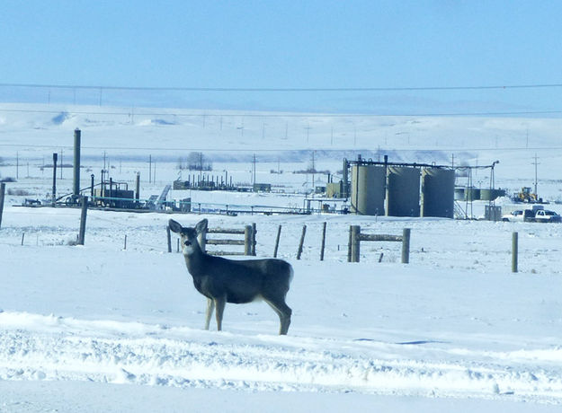 Gas field mule deer. Photo by Dawn Ballou, Pinedale Online.