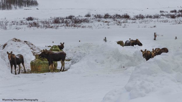 Moose feedground. Photo by Dave Bell.