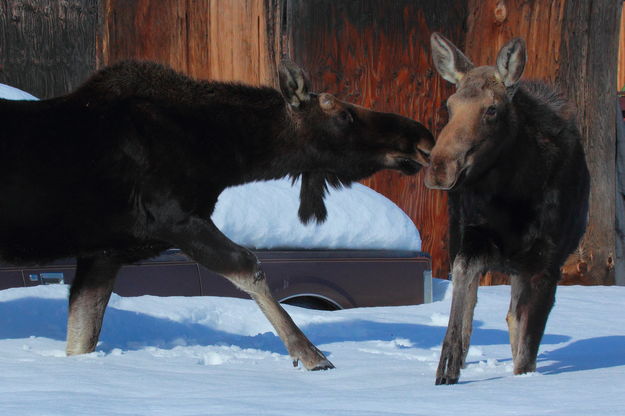 Armorous Moose. Photo by Fred Pflughoft.