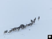 Follow the Leader. Photo by Dawn Ballou, Pinedale Online.