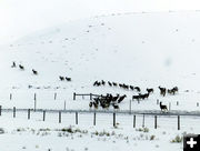 Going through the fence. Photo by Dawn Ballou, Pinedale Online.
