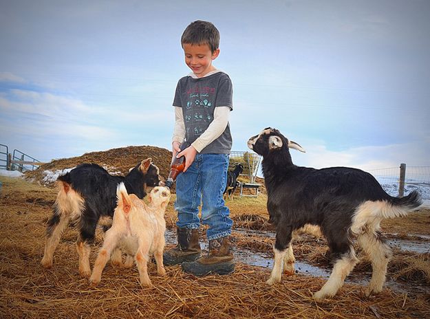 A Boy and His Goats. Photo by Terry Allen.