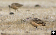 Curlew. Photo by Cat Urbigkit.