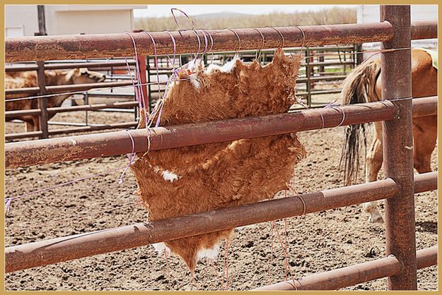 Calf Hide Drying. Photo by Terry Allen.