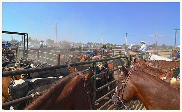 Horses, Steers, Cowboys, Dust. Photo by Terry Allen.