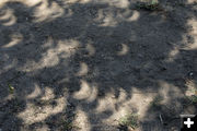 Pinhole eclipse shadows. Photo by Pete Arnold.