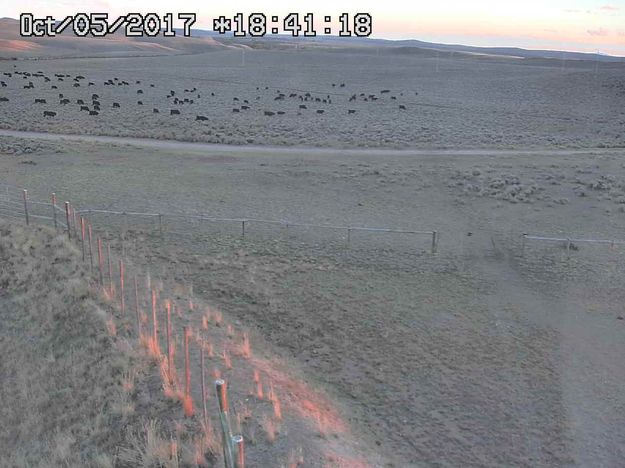 Drift cattle. Photo by Trappers Point Wildlife Overpass webcam.