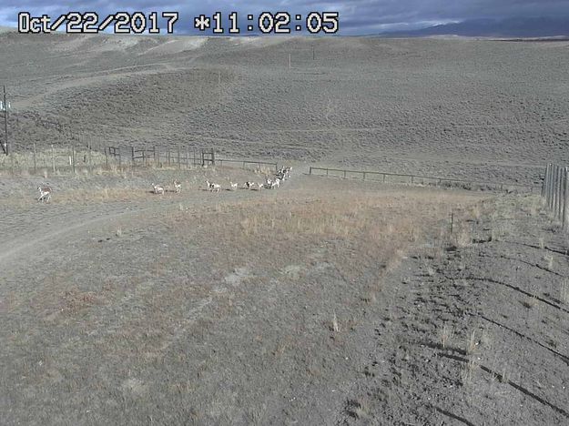Pronghorn crossing the overpass bridge. Photo by Trappers Point Wildlife Overpass webcam.
