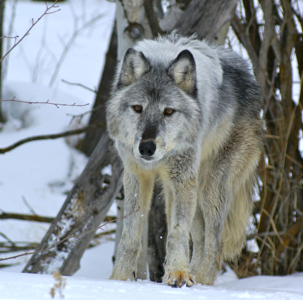 Gray wolf. Photo by Cat Urbigkit.