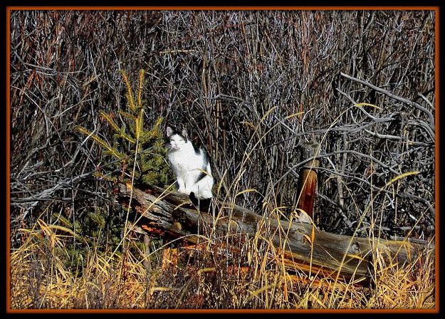 Cat Hunting Thanksgiving Mouse. Photo by Terry Allen.
