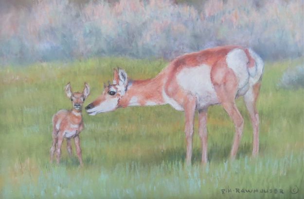 Mama, Baby Antelope. Photo by Ruth Rawhouser.