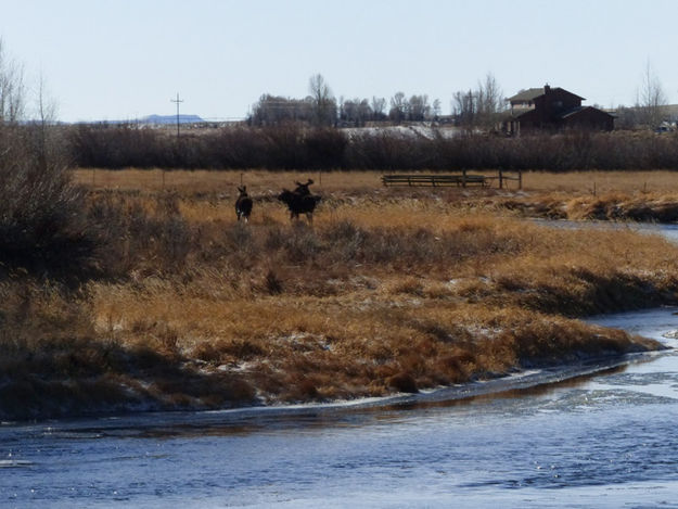 3 on the bank. Photo by Dawn Ballou, Pinedale Online.