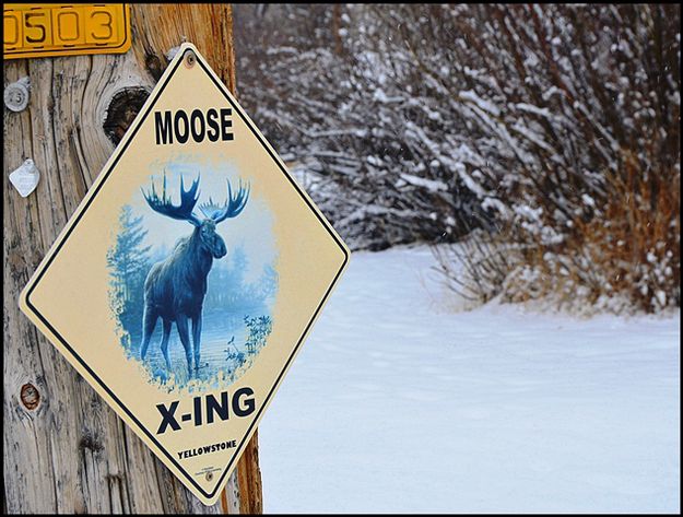 Moose Crossing. Photo by Terry Allen.