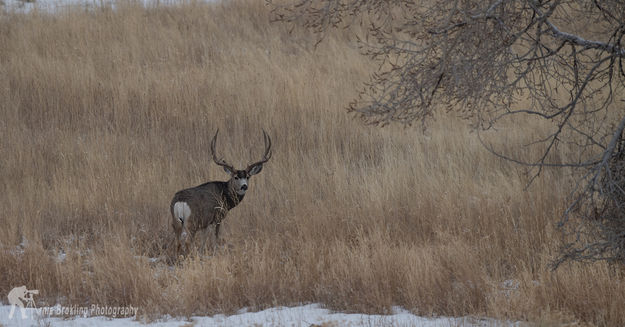 Nice Buck. Photo by Arnold Brokling.
