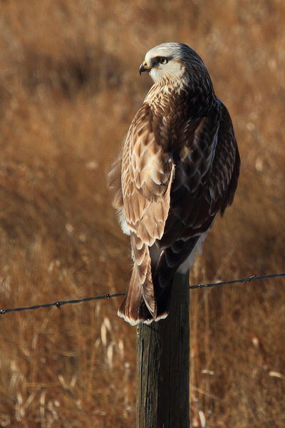 Rough Legged Hawk. Photo by Fred Pflughoft.