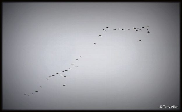 Canadian Geese. Photo by Terry Allen.