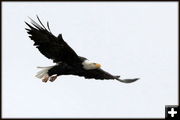 Green River Eagle. Photo by Fred Pflughoft.