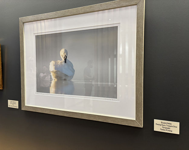 Preening Beauty Trumpeter Swan. Photo by Dawn Ballou, Pinedale Online.