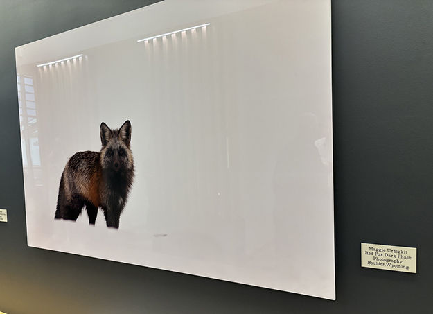 Red Fox Dark Phase. Photo by Dawn Ballou, Pinedale Online.