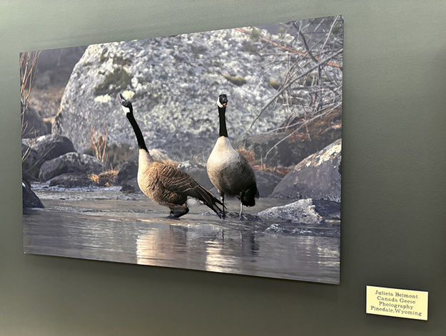 Canada Geese. Photo by Dawn Ballou, Pinedale Online.