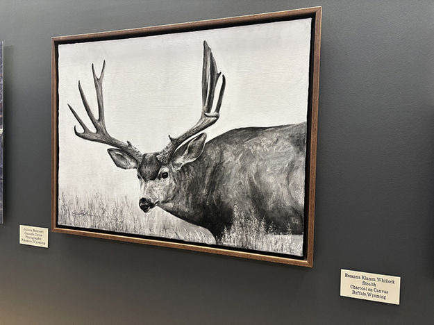 Stealth. Photo by Dawn Ballou, Pinedale Online.