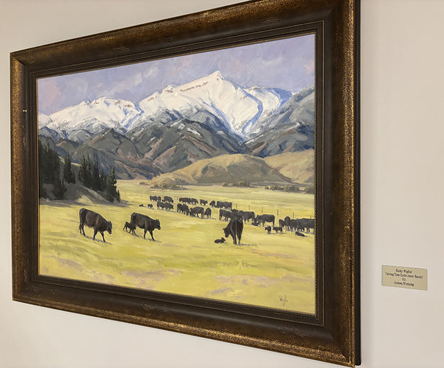 Calving Time. Photo by Dawn Ballou, Pinedale Online.