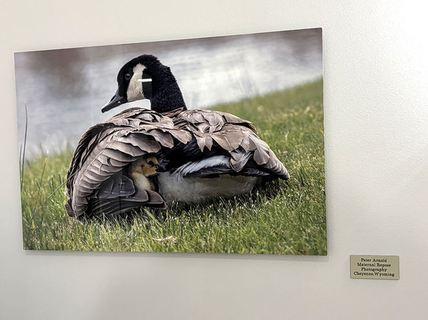 Maternal Repose. Photo by Dawn Ballou, Pinedale Online.