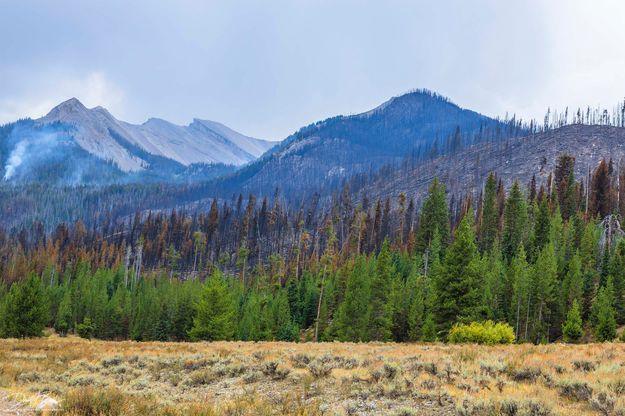 Red trees. Photo by Dave Bell.