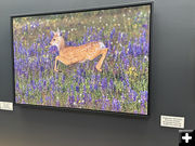 Flower Child. Photo by Dawn Ballou, Pinedale Online.