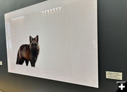 Red Fox Dark Phase. Photo by Dawn Ballou, Pinedale Online.