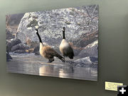 Canada Geese. Photo by Dawn Ballou, Pinedale Online.
